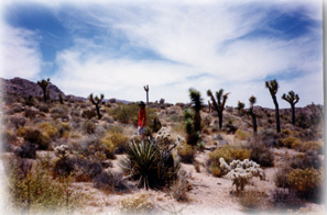 Joshua Tree, Ca