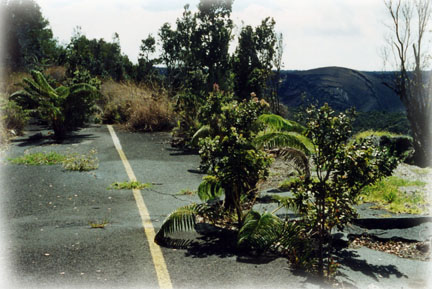 Nature Reclaims