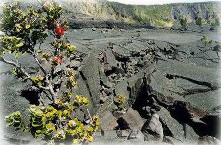 Ohe'o ai and Ohi'a Lehua