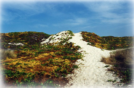 Over the Dunes Lies Makalawena