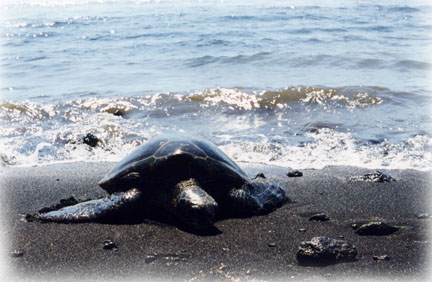 Green Sea Turtle